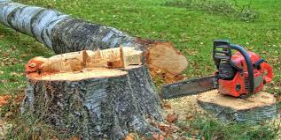Best Firewood Processing and Delivery  in Westbrook Center, CT