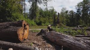 Best Seasonal Cleanup (Spring/Fall)  in Westbrook Center, CT