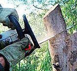 Best Tree Maintenance Programs  in Westbrook Center, CT