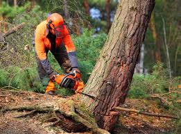 Best Utility Line Clearance  in Westbrook Center, CT