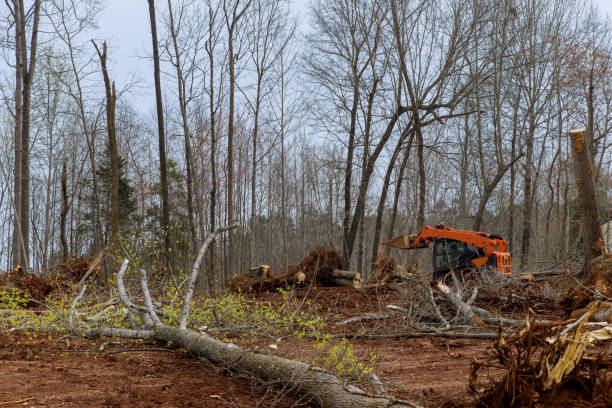 Best Root Management and Removal  in Westbrook Center, CT