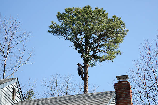 Best Lawn Pest Prevention  in Westbrook Center, CT